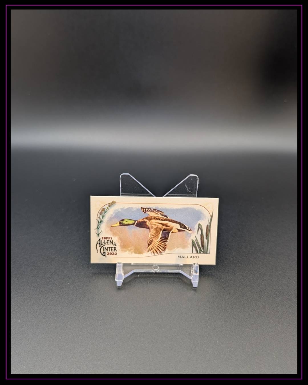 2022 Topps Allen & Ginter #MD-1 Mallard Mini Ducks